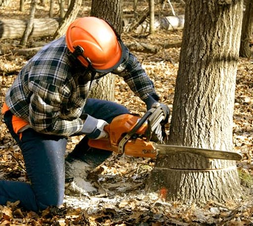 Tree Removal in Shannon, NC